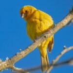 bird, saffron finch, ornithology-7071662.jpg